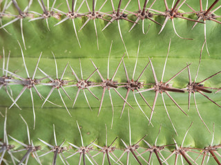 Closeup of green cactus with long thorn background