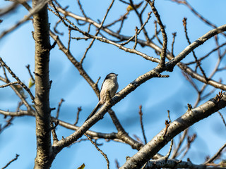 long-tailed bushtit perched in forest branches 7