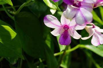 Fototapeta premium Close up of beautiful flower with nature background. The image contain certain grain or noise and soft focus.