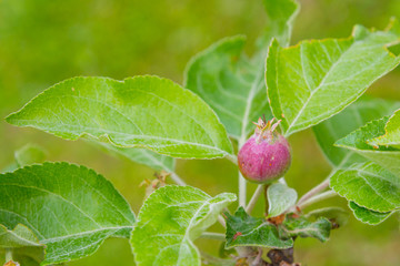 The fruits of apples begin to ripen in early summer in the garden