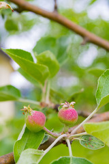 The fruits of apples begin to ripen in early summer in the garden