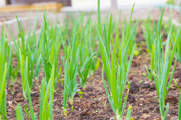 Green onions ripened in the garden beds in early summer
