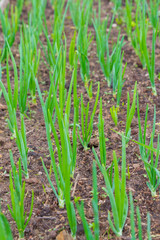 Green onions ripened in the garden beds in early summer