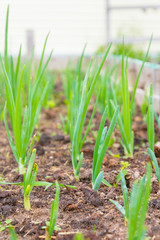 Green onions ripened in the garden beds in early summer