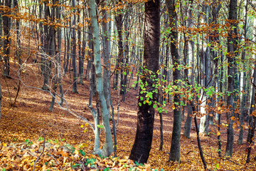 Fototapeta premium through the autumn beech forest