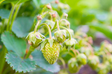 Green strawberries begin to ripen in early summer in the garden beds