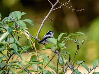 long-tailed bushtit perched in forest foliage 13