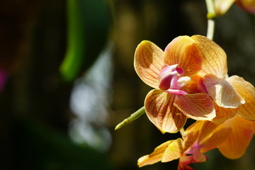 Close up of beautiful flower with nature background. The image contain certain grain or noise and soft focus.