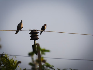 A bird challenge another bird 