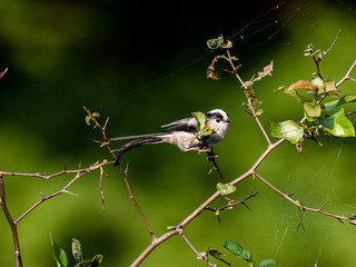 long-tailed bushtit perched in forest foliage 14