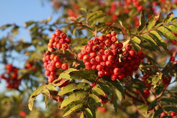 red berries on a tree