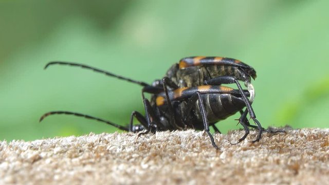 A pair of Longhorn Beetles (Leptura quadrifasciata, Strangalia quadrifasciata) are copulate