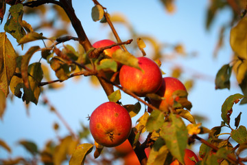 Apples on a branch 