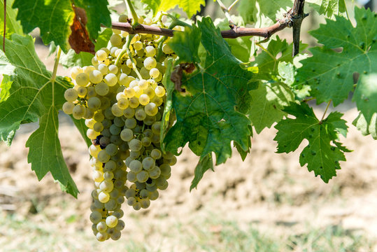 Bunches of white grapes for Vernaccia di San Gimignano in Tuscany