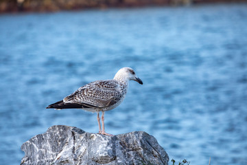 Seagulls vent in the wind by sea side