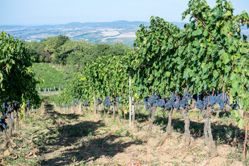 Fototapeta na wymiar Rows of Sangiovese grapes in Montalcino in Tuscany