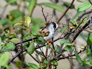 long-tailed bushtit perched in forest foliage 24