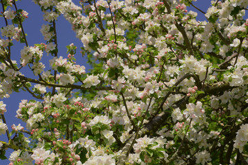 white and pink blooming apple tree flowers on twigs, blooming apple tree spring background