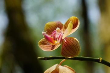 Close up of beautiful flower with nature background. The image contain certain grain or noise and soft focus.