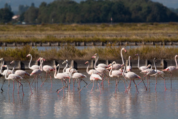 Fenicotteri rosa alle saline di Cervia