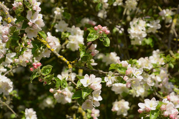 close-up of apple tree flowers in spring sun, blooming apple tree spring background