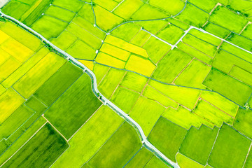 Aerial view of Beautiful Rice Fields in taitung . Taiwan.