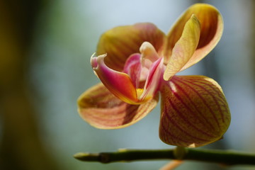 Close up of beautiful flower with nature background. The image contain certain grain or noise and soft focus.