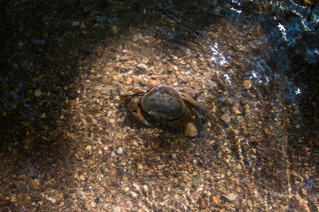 crab in stream