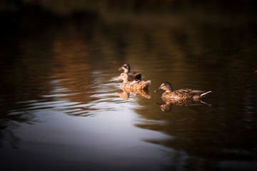 Ducks swimming in the pond