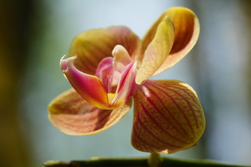 Close up of beautiful flower with nature background. The image contain certain grain or noise and soft focus.