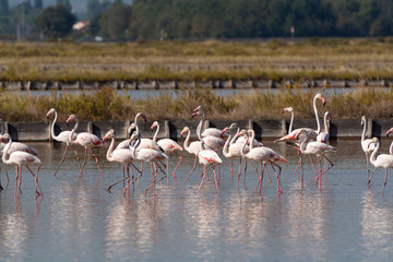 Fenicotteri rosa alle saline di Cervia