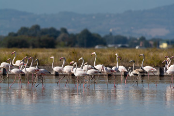 Fenicotteri rosa alle saline di Cervia