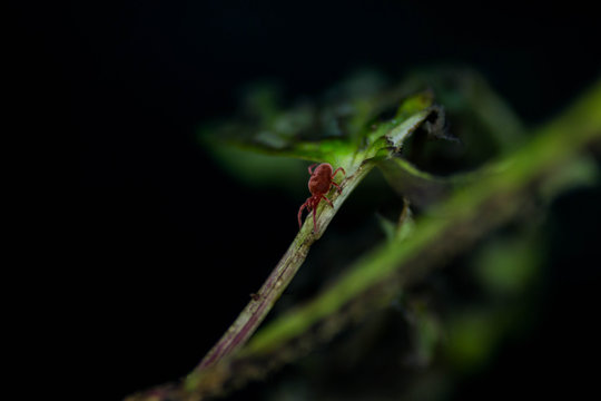 Rote Samtmilbe