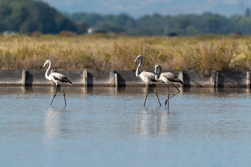 Fenicotteri rosa alle saline di Cervia