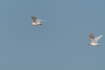 Gabbiano alle saline di Cervia