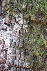 Green moss on the tree bark texture, Natural wood background