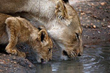 Close-up of a Lioness with her Cub, Drinking from a Pool. Balule Nature Reserve, Kruger Park, South Africa