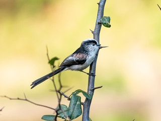 long-tailed bushtit perched in forest foliage 35