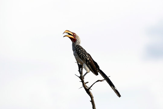 Southern Yellow-billed Hornbill (Tockus leucomelas) on a Dead Branch, against the Sky. Satara, Kruger Park, South Africa
