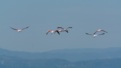 Finicotteri rosa nelle saline di Cervia