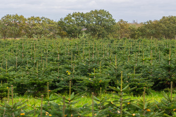 future christmas trees  grow row after row while autumn is in full bloom