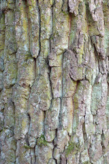 Tree bark texture, Natural wood background
