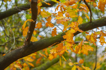 Autumn is in full bloom  and shows its magnificent bright colors