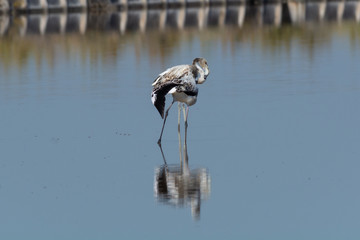 Finicotteri rosa nelle saline di Cervia