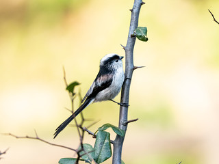 Obraz premium long-tailed bushtit perched in forest foliage 44