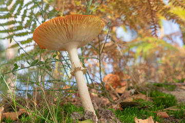 Close up of the fly agaric, Amanita muscaria picture taken from the bottom