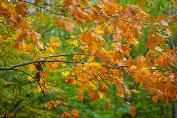 Autumn is in full bloom  and shows its magnificent bright colors