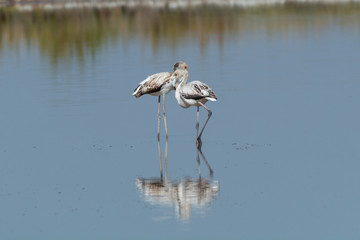 Finicotteri rosa nelle saline di Cervia