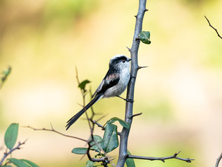 long-tailed bushtit perched in forest foliage 43