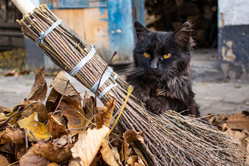 A black cat sits in yellow leaves peeping from behind a broom.